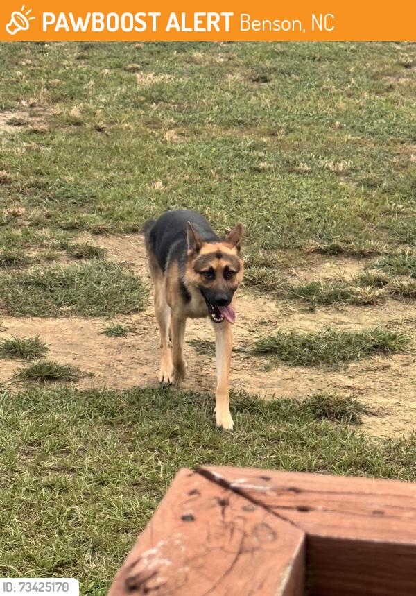 Found/Stray Male Dog last seen Johnston County Rd Benson NC, Benson, NC 27504