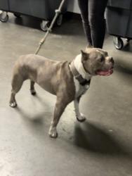 Shelter Stray Female Dog last seen , 14409 Vanowen St, Van Nuys, CA 91405, USA