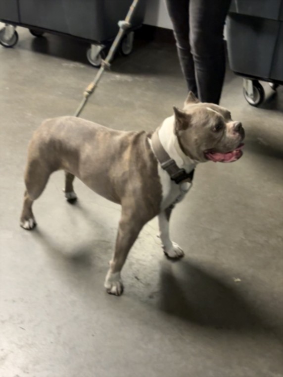 Shelter Stray Female Dog last seen , 14409 Vanowen St, Van Nuys, CA 91405, USA