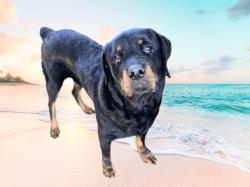 Shelter Stray Male Dog last seen , 14409 Vanowen St, Van Nuys, CA 91405, USA