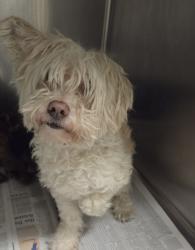 Shelter Stray Male Dog last seen , 14409 Vanowen St, Van Nuys, CA 91405, USA