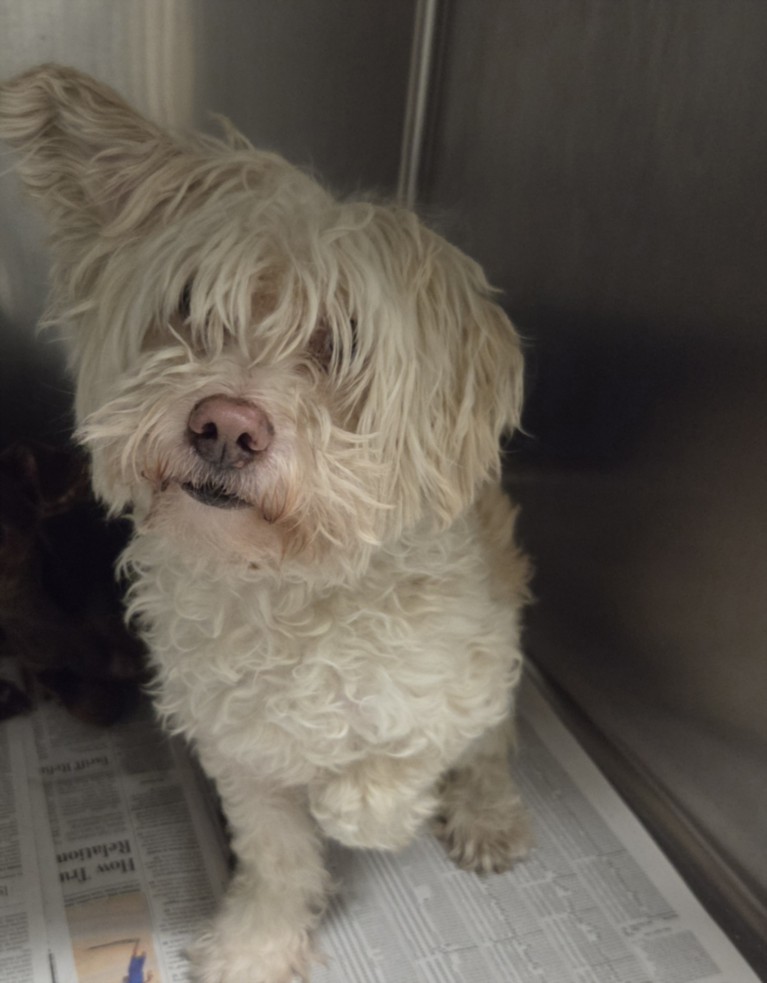 Shelter Stray Male Dog last seen , 14409 Vanowen St, Van Nuys, CA 91405, USA