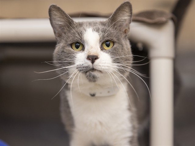 Shelter Stray Male Cat last seen 51ST AND WEST VIRGINIA, 5501 E Van Buren St, Phoenix, AZ 85008, USA