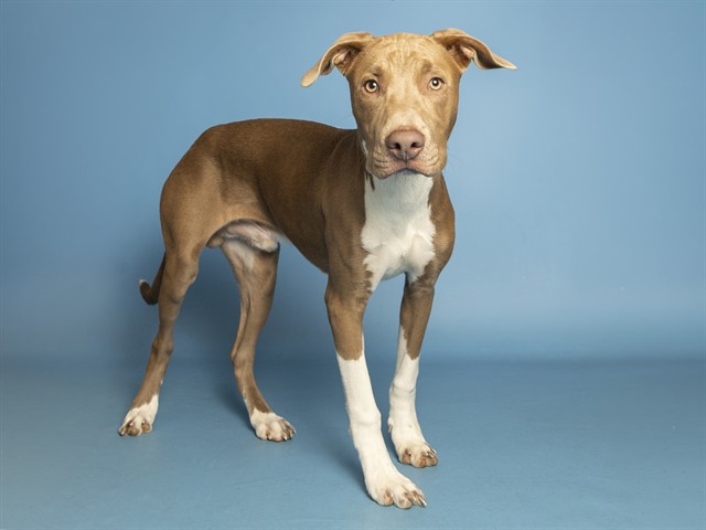 Shelter Stray Male Dog last seen OCOTILLO AND 67TH AVE, 5501 E Van Buren St, Phoenix, AZ 85008, USA