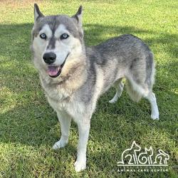 Shelter Stray Female Dog last seen WALNUT/YALE, 6443 Oak Canyon, Irvine, CA 92618, USA