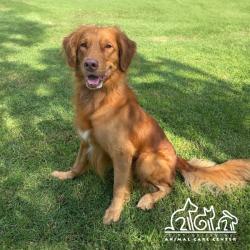Shelter Stray Male Dog last seen CULVER DR/BRYAN AVE, 92602, 6443 Oak Canyon, Irvine, CA 92618, USA