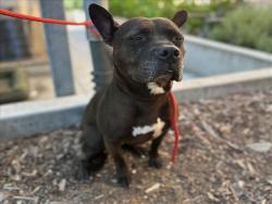 Shelter Stray Female Dog last seen , 3201 Lacy St, Los Angeles, CA 90031, USA