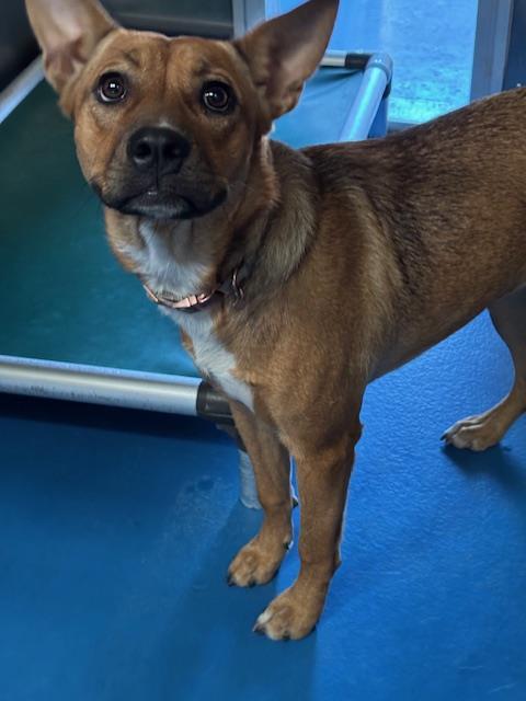Shelter Stray Female Dog last seen Near BLK E BRUNDAGE LN, BAKERSFIELD, CA, 201 S Mt Vernon Ave, Bakersfield, CA 93307, USA
