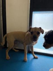 Shelter Stray Female Dog last seen Near BLOCK S UNION AV, BAKERSFIELD,CA, 201 S Mt Vernon Ave, Bakersfield, CA 93307, USA