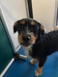 Shelter Stray Female Dog last seen Near BLOCK S UNION AV, BAKERSFIELD,CA, 201 S Mt Vernon Ave, Bakersfield, CA 93307, USA