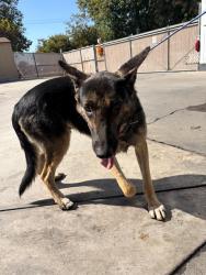 Shelter Stray Male Dog last seen Near BLK 22ND ST, BAKERSFIELD, CA, 201 S Mt Vernon Ave, Bakersfield, CA 93307, USA
