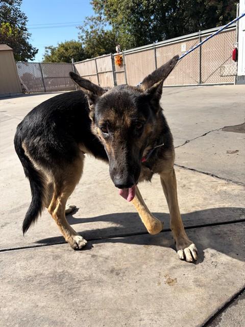 Shelter Stray Male Dog last seen Near BLK 22ND ST, BAKERSFIELD, CA, 201 S Mt Vernon Ave, Bakersfield, CA 93307, USA