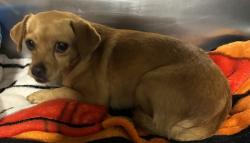 Shelter Stray Female Dog last seen Near BLOCK N COMANCHE DR, ARVIN CA 93206, 3951 Fruitvale Ave, Bakersfield, CA 93308, USA