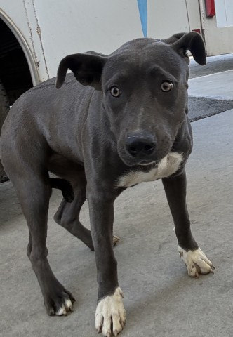 Shelter Stray Female Dog last seen Near BLOCK WACO AVE, LAMONT CA 93241, 3951 Fruitvale Ave, Bakersfield, CA 93308, USA