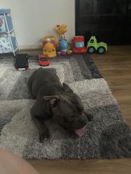 Reunited Male Dog last seen Cramberwell Station Road, Camberwell, Anglia 