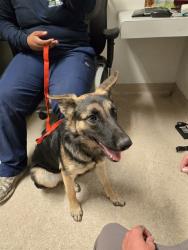 Shelter Stray Female Dog last seen Near BLOCK ROBERTS LN, BAKERSFIELD CA 93308, 3951 Fruitvale Ave, Bakersfield, CA 93308, USA