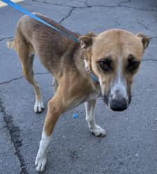 Shelter Stray Female Dog last seen Near BLOCK NILES ST, BAKERSFIELD CA 93306, 3951 Fruitvale Ave, Bakersfield, CA 93308, USA
