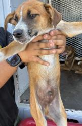 Shelter Stray Male Dog last seen Near BLOCK NILES ST, BAKERSFIELD CA 93306, 3951 Fruitvale Ave, Bakersfield, CA 93308, USA