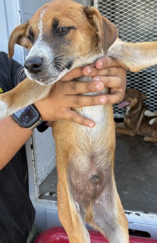 Shelter Stray Male Dog last seen Near BLOCK NILES ST, BAKERSFIELD CA 93306, 3951 Fruitvale Ave, Bakersfield, CA 93308, USA