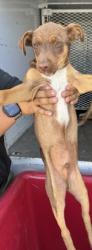 Shelter Stray Male Dog last seen Near BLOCK NILES ST, BAKERSFIELD CA 93306, 3951 Fruitvale Ave, Bakersfield, CA 93308, USA