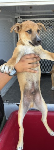 Shelter Stray Male Dog last seen Near BLOCK NILES ST, BAKERSFIELD CA 93306, 3951 Fruitvale Ave, Bakersfield, CA 93308, USA