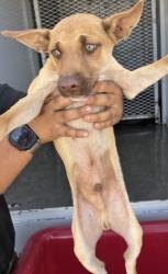 Shelter Stray Male Dog last seen Near BLOCK NILES ST, BAKERSFIELD CA 93306, 3951 Fruitvale Ave, Bakersfield, CA 93308, USA