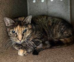 Shelter Stray Female Cat last seen Near BLOCK ST XAVIER ST, 3528 Newburg Rd, Louisville, KY 40218, USA