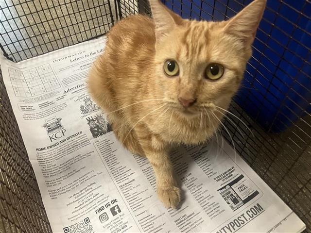 Shelter Stray Female Cat last seen , 4710 TX-151, San Antonio, TX 78227, USA
