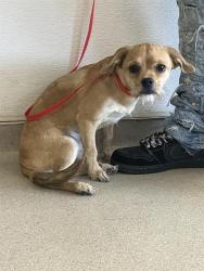 Shelter Stray Female Dog last seen Near BLOCK BLCK E OCEAN BLVD, LONG BEACH, CA 90802, 7700 E Spring St, Long Beach, CA 90815, USA
