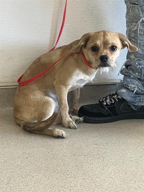 Shelter Stray Female Dog last seen Near BLOCK BLCK E OCEAN BLVD, LONG BEACH, CA 90802, 7700 E Spring St, Long Beach, CA 90815, USA