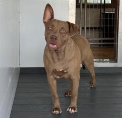 Shelter Stray Female Dog last seen KENDALL AND UNIVERSITY, 333 Chandler Pl, San Bernardino, CA 92408, USA