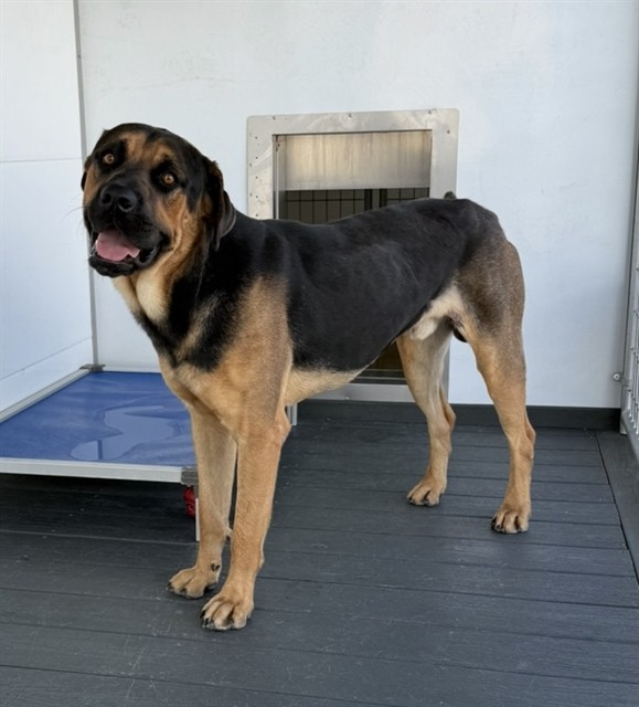 Shelter Stray Male Dog last seen Near BLOCK W HIGHLAND AVE, 333 Chandler Pl, San Bernardino, CA 92408, USA