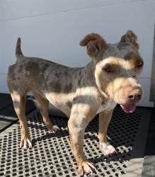 Shelter Stray Female Dog last seen E CAROLINE ST X S WATERMAN AVE, 333 Chandler Pl, San Bernardino, CA 92408, USA