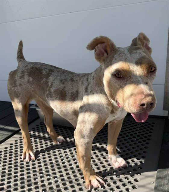 Shelter Stray Female Dog last seen E CAROLINE ST X S WATERMAN AVE, 333 Chandler Pl, San Bernardino, CA 92408, USA