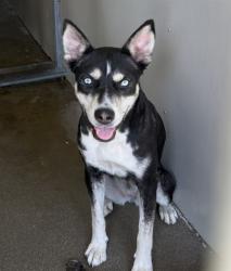 Shelter Stray Female Dog last seen COOLEY CTX VICTORIA CT, 333 Chandler Pl, San Bernardino, CA 92408, USA