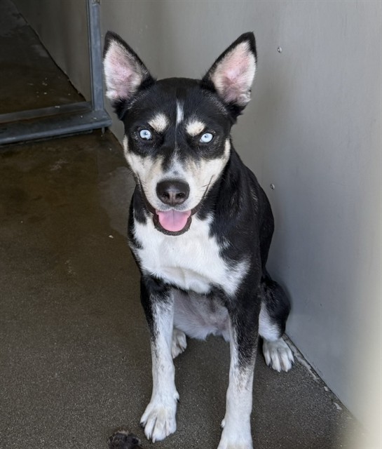 Shelter Stray Female Dog last seen COOLEY CTX VICTORIA CT, 333 Chandler Pl, San Bernardino, CA 92408, USA
