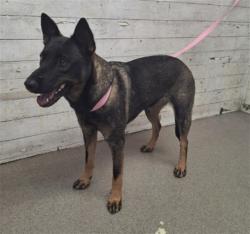 Shelter Stray Female Dog last seen 26TH AND MUSCUPIABE, 333 Chandler Pl, San Bernardino, CA 92408, USA