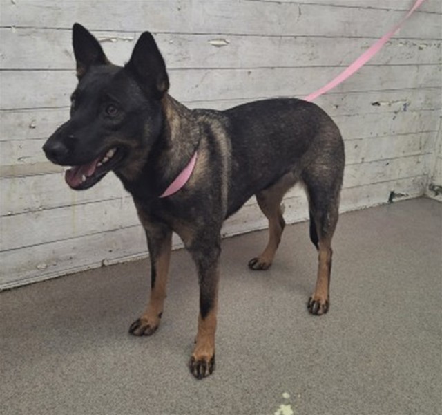 Shelter Stray Female Dog last seen 26TH AND MUSCUPIABE, 333 Chandler Pl, San Bernardino, CA 92408, USA
