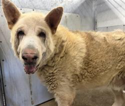 Shelter Stray Male Dog last seen , 333 Chandler Pl, San Bernardino, CA 92408, USA