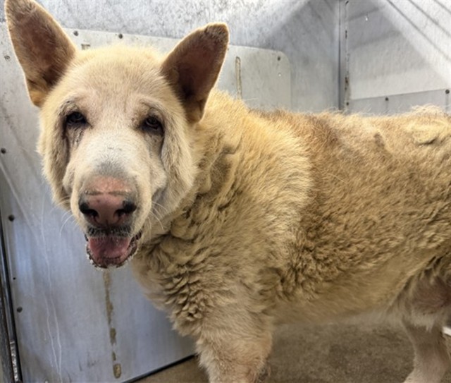 Shelter Stray Male Dog last seen , 333 Chandler Pl, San Bernardino, CA 92408, USA