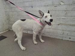 Shelter Stray Female Dog last seen 26TH AND MUSCUPIABE, 333 Chandler Pl, San Bernardino, CA 92408, USA