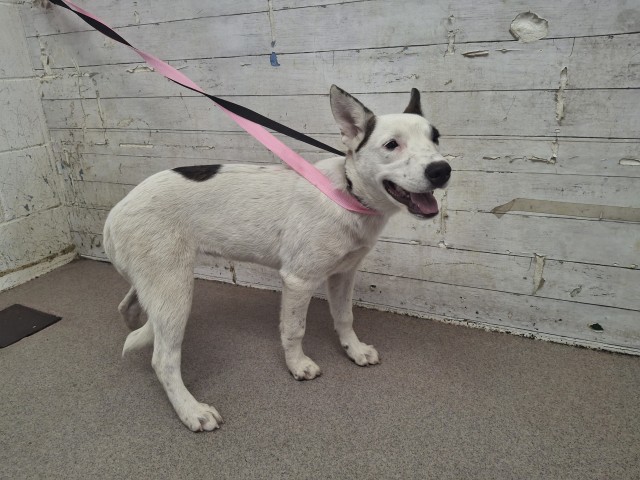 Shelter Stray Female Dog last seen 26TH AND MUSCUPIABE, 333 Chandler Pl, San Bernardino, CA 92408, USA