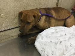 Shelter Stray Male Dog last seen Near BLOCK WOODLAWN ST, PERRIS, CA, 6851 Van Buren Boulevard, Jurupa Valley, CA 92509, USA