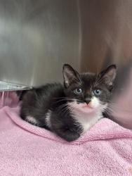 Shelter Stray Female Cat last seen LOGAN STREET, 1950 Stevenson Blvd, Fremont, CA 94538, USA