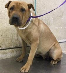 Shelter Stray Female Dog last seen Near BLOCK WOODLAWN ST, PERRIS, CA, 6851 Van Buren Boulevard, Jurupa Valley, CA 92509, USA