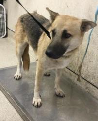 Shelter Stray Female Dog last seen Near BLOCK WOODLAWN ST, PERRIS, CA, 6851 Van Buren Boulevard, Jurupa Valley, CA 92509, USA