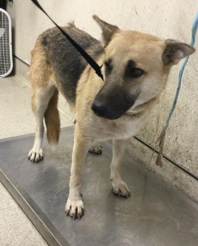 Shelter Stray Female Dog last seen Near BLOCK WOODLAWN ST, PERRIS, CA, 6851 Van Buren Boulevard, Jurupa Valley, CA 92509, USA