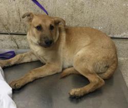 Shelter Stray Female Dog last seen Near BLOCK WOODLAWN ST, PERRIS, CA, 6851 Van Buren Boulevard, Jurupa Valley, CA 92509, USA