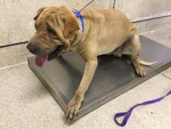 Shelter Stray Male Dog last seen Near BLOCK WOODLAWN ST, PERRIS, CA, 6851 Van Buren Boulevard, Jurupa Valley, CA 92509, USA
