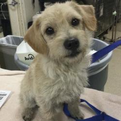 Shelter Stray Male Dog last seen SEDGWICK AVE/ 14TH ST, RIVERSIDE CA, 6851 Van Buren Boulevard, Jurupa Valley, CA 92509, USA